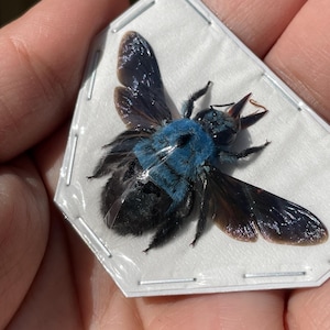 Real Female Blue Carpenter Bee, Xylocopa Caerulea wings spread open