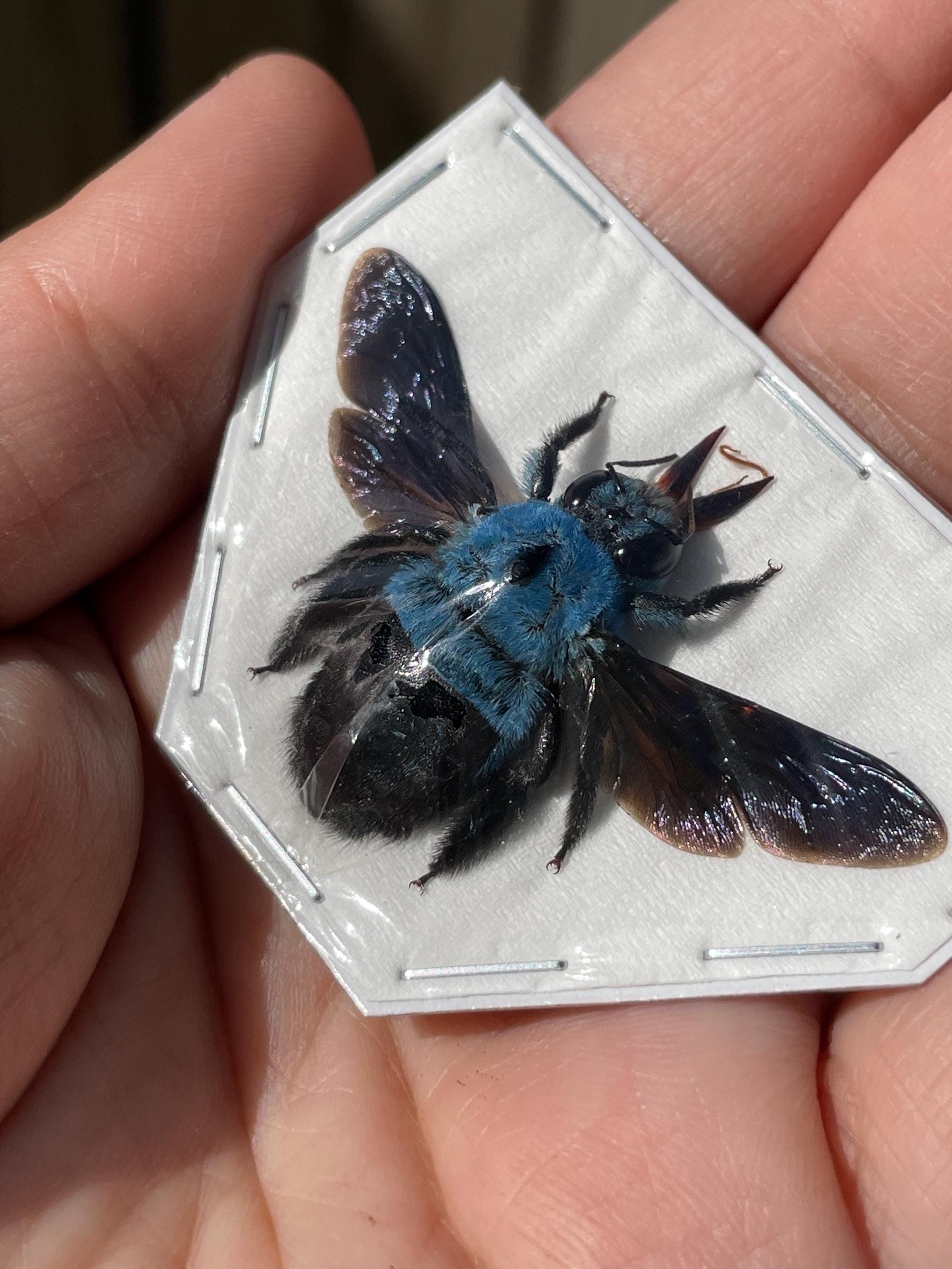 Real Female Blue Carpenter Bee, Xylocopa Caerulea Wings Spread