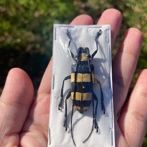 Real Nemophas bicinctus, striped long horned beetle