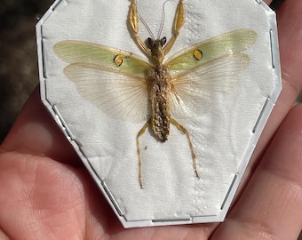 Real Male Jeweled Flower Mantis Creobroter gemmatus wings spread