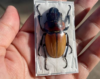 Collectors Item : Very Large Stag Beetle Odontolabis Dalmani