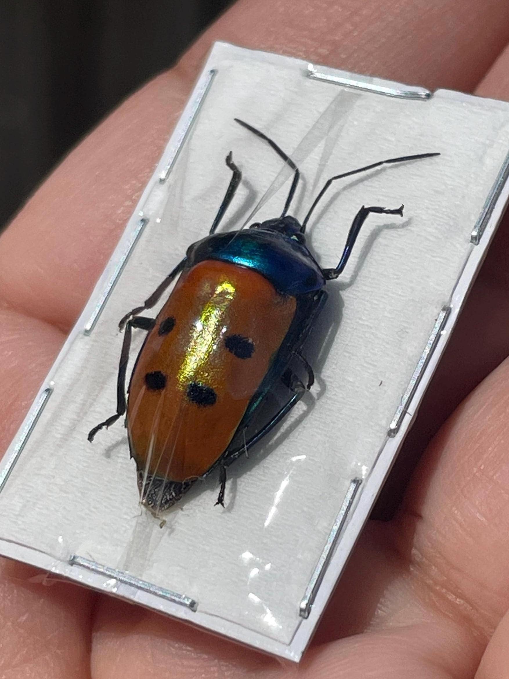Real Calliphara Caesar Rainbow Shield Bug - Etsy