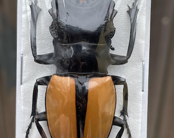 Odontolabis Ludekingi Indonsia (ID) - Real Stag Beetle Insect