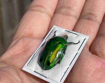 Real Beetle Heterorrhina sexmaculata Spotted Flower Beetle