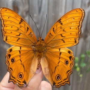 May include: A vibrant orange butterfly with intricate black markings and eye-like spots on its wings. The butterfly's wings are fully spread, showcasing its detailed patterns and textures. The insect is a beautiful example of nature's artistry.