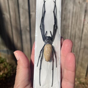 May include: A preserved black and tan spider with long legs displayed in a white frame.