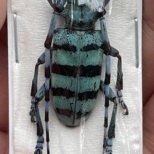 Real Unmounted Anoplophora medenbachii turquoise long horned beetle