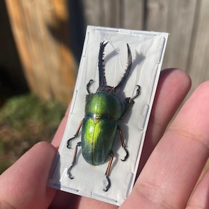 Real Sawtooth Stag beetle, Lamprima Adolphinae