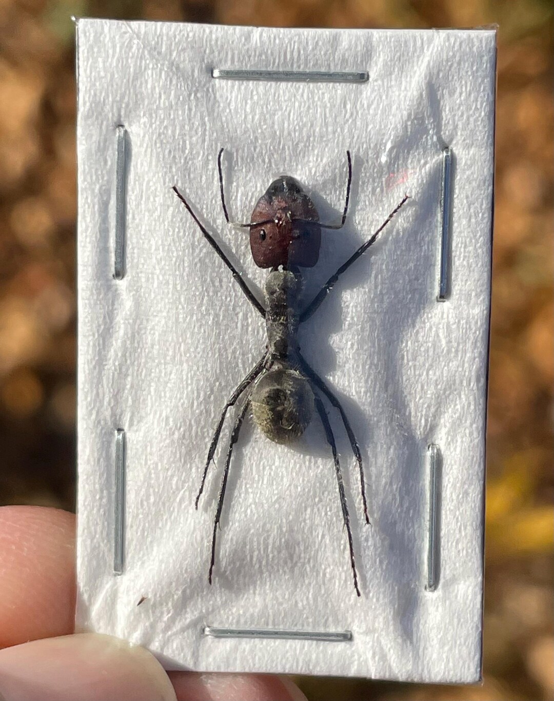 Ant Pattern Real Real Camponotus Singularis Arboreal Asian Ant A1 Grade - Etsy