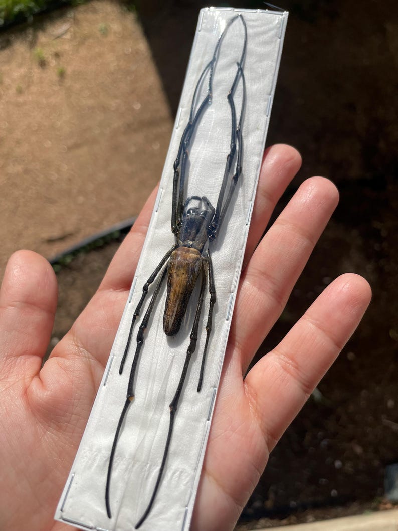 Rectangle Spider Real Golden Orb Weaving Spider, Nephila Pilipes - Etsy