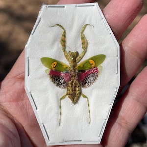Real Jeweled Flower Mantis Creobroter gemmatus wings spread