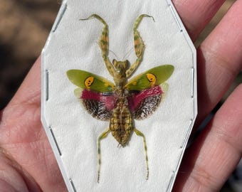Real Jeweled Flower Mantis Creobroter gemmatus wings spread