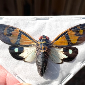 Real Cicada, Gaeana festiva white form open wings spread and ready for art