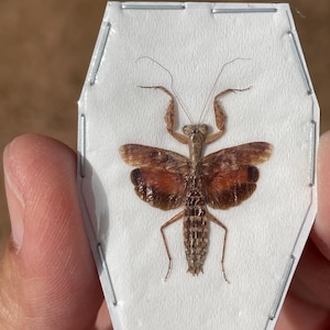 May include: A preserved insect specimen, a praying mantis, displayed on a white background within a hexagonal frame. The mantis has brown and tan coloration with detailed wing patterns. The specimen is held by a hand.