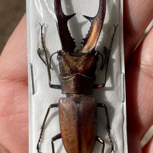 Real Beetle Cyclommatus tarandus, Long Jaw Stag Beetle