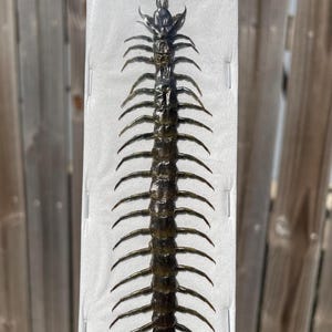 Real Centipede, Sulawesi Yellow Legged Centipede