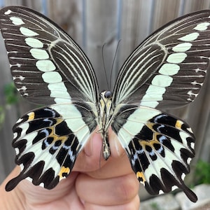 Unmounted Male Papilio Gigon Swallowtail Grade A-  (wings closed)