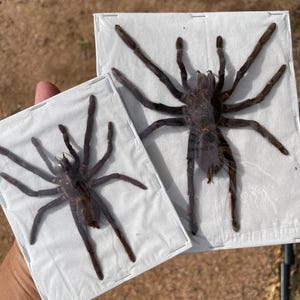 May include: Two preserved tarantulas displayed on white fabric, each encased in a clear, protective covering. The spiders are dark brown with multiple legs, and the fabric is mounted on a white square frame. The background is a blurred outdoor setting.