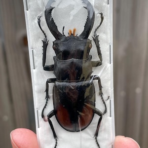 Real Fighting Stag Beetle, Hexarthrius Parryi Beetle