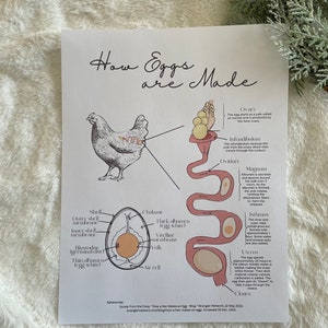 Chicken Egg Formation PDF Download