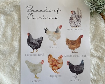 Chicken Breeds PDF Download