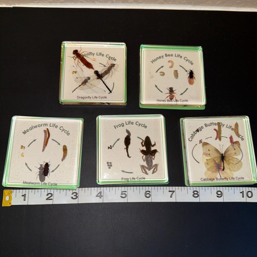 Excellerations Insect Excellerations Insect Life Cycle Specimens Set of 5 - Etsy