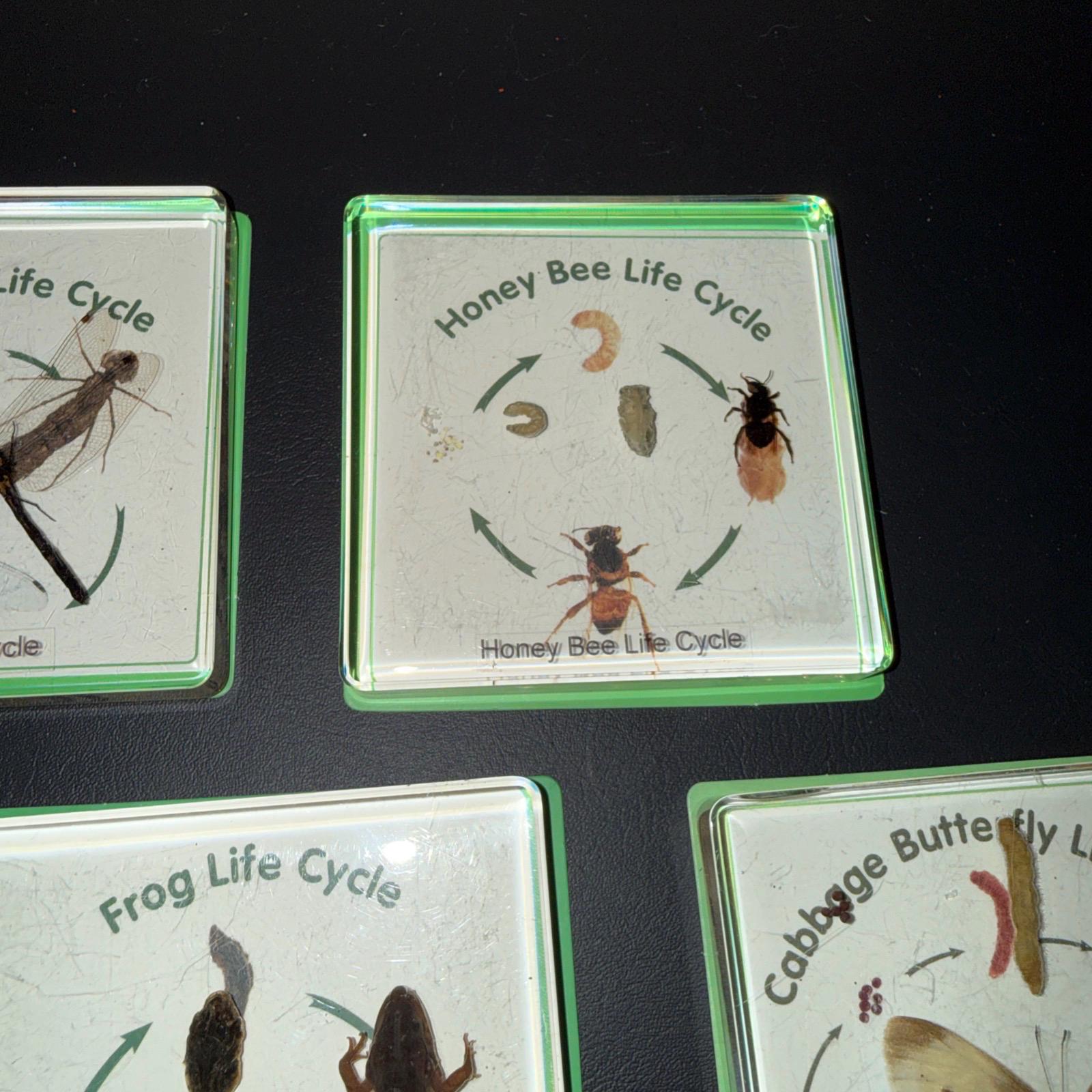 Excellerations Insect Excellerations Insect Life Cycle Specimens Set of 5 - Etsy