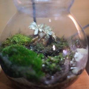 Puede incluir: Un terrario de vidrio con una pequeña planta y musgo en su interior. El terrario es transparente y redondo, y la planta es verde y blanca.