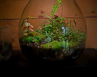 Fasa : Terrarium d'écosystème autorégulant, une création de conception végétale avec Monstera obliqua peru, des mousses et d'autres plantes rares.