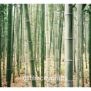Photographie de nature au Japon | Photographie cinématographique japonaise | Photos originales du film sur la forêt de bambous de Kyoto | Impressions numériques | Téléchargement instantané