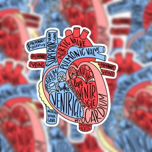 Anatomical Heart Sticker, Heart Anatomy Sticker, Laptop sticker, cardiac anatomy sticker, nurse gift, waterproof sticker, medical sticker