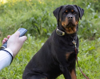 Dog Training Static Collar