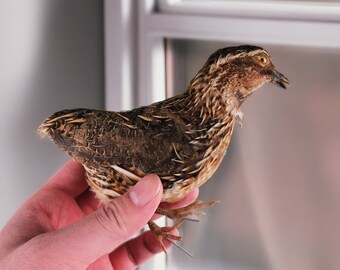 Wachteln Schablonen, echte präparierte Vögel, Bauernhof Dekor, Vintage präparierte Vögel, Vogel Sammlung, Kuriositäten, Wohnkultur, Natur Kuriositäten