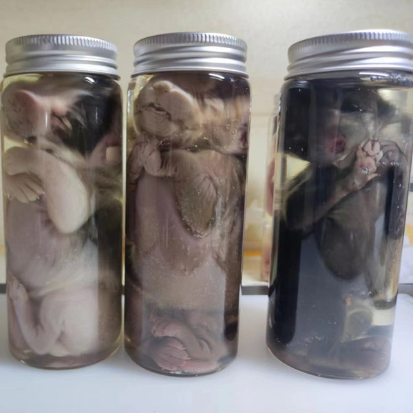 Glass Jar Baby Fox Wet Specimen, Wet Specimen, ,Unique Gift, Surprise Birthday Gift