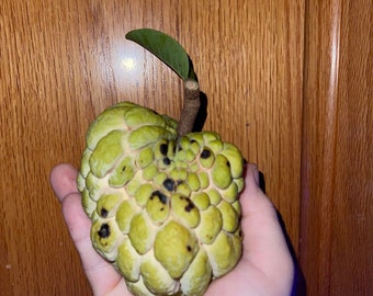 Monstera Deliciosa Fruit Pre Order - Etsy
