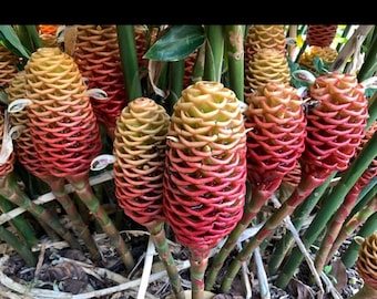 2 Awapuhi Shampoo fresh Ginger Rhizome Zingiber Zerumbet Pinecone Awapuhi Plant Bitter Ginger Red Pinecone