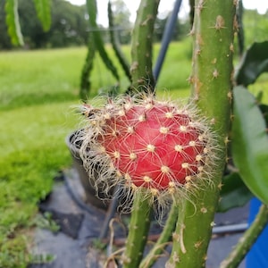 Dragon Fruit Queen of the Night Pitaya Rare Live Fresh 12-inch stekje