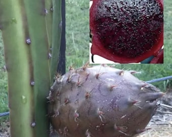 Dragon Fruit Black Afrikanis Pitaya Rare Live Fresh 12inch Cutting