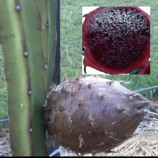 Dragon Fruit Black Afrikanis Pitaya Rare Live Fresh 12inch Cutting