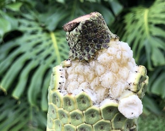 Monstera deliciosa fruit ready to ship!