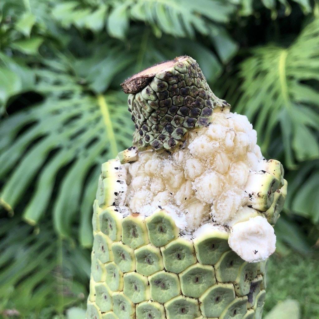 monstera lime Monstera Lemon Lime – Lost in the Forrest main image 1
