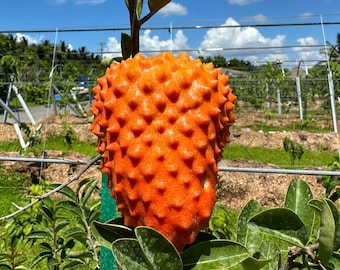 Very Rare Orange Soursop Seeds (Annona spinescens) Red Cherimoya Exotic 5 Seeds