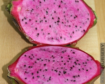 12in cotton candy dragon fruit cutting