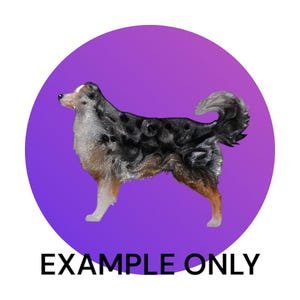 May include: A blue merle Australian Shepherd dog stands on a purple background. The dog is looking to the left of the image.