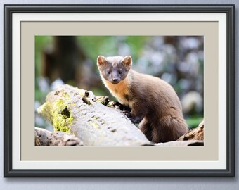 Wildlife Nature print Pine Marten Frame Not Included.