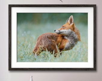 Wildlife Nature print Red Foxes Frame Not Included.