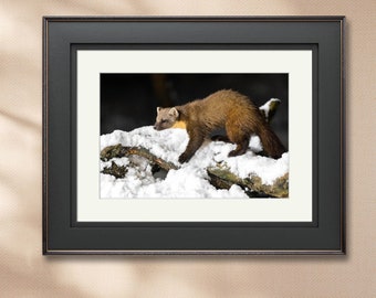 Wildlife Nature print Pine Marten (Cairngorms) Frame Not Included.