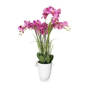 May include: A pink orchid plant in a white textured pot. The plant has multiple stems with pink flowers and green leaves.