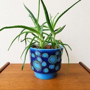 May include: An aloe vera plant in a blue ceramic pot with a pattern of light blue circles. The pot is on a wooden surface. The plant has long, green leaves, and the pot is a decorative item.