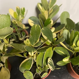 Variegated Clusia - Etsy